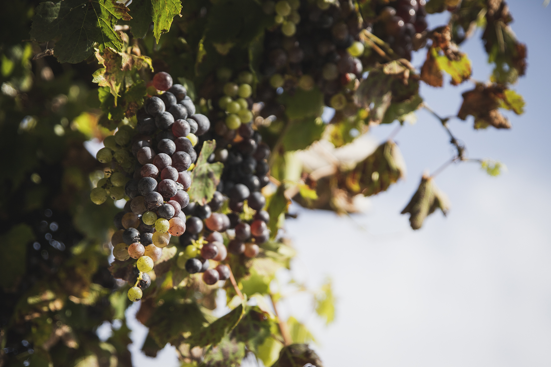 matrimonio tema vino uva dalla vigna
